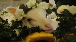 A lamb is wreathed in flowers during a special Mass for the feast of St. Agnes at the Basilica of St. Agnes Outside the Wall on Jan. 21, 2014. | Credit: Paul Badde/CNA