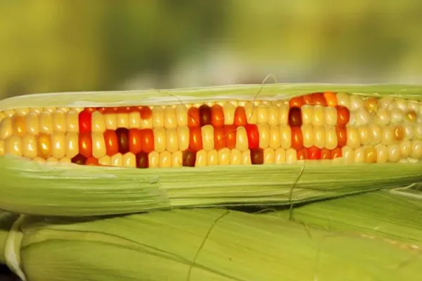 Catholic Activists in Africa Ask Kenya’s President to Withdraw Directive Legalizing GMOs