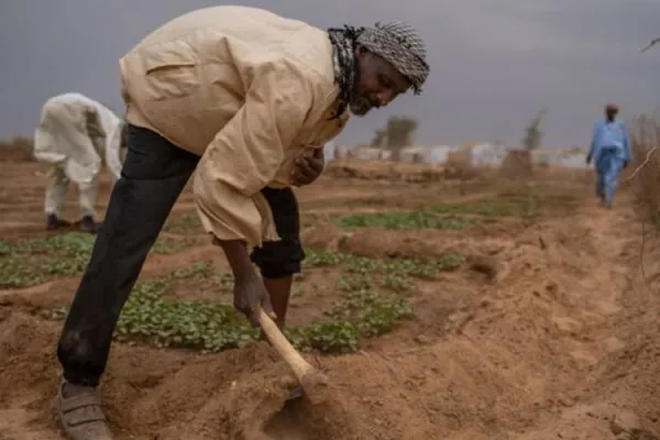 Jesuit Entity in Cameroon Transforming IDPs’ Lives in “a communal garden” Initiative