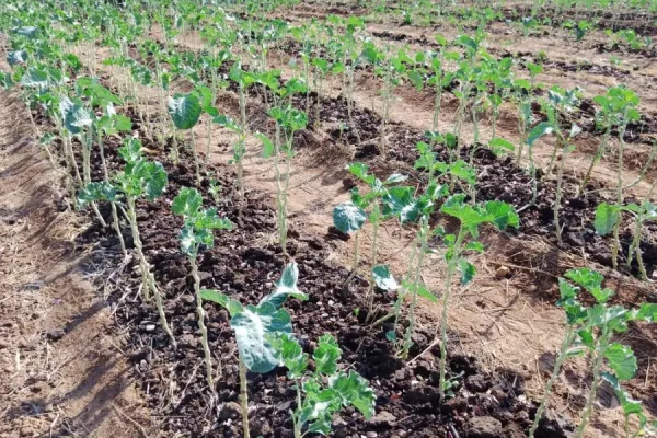 Gardening Initiative at Catholic Mission in Zimbabwe Facilitating Pastoral Activities