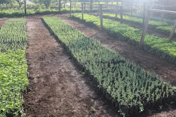 The Model Tree Nursery by Kenya's Kakamega diocese. The project is in response to Pope Francis' encyclical Laudato Si'. / CJPC Kakamega/ Facebook