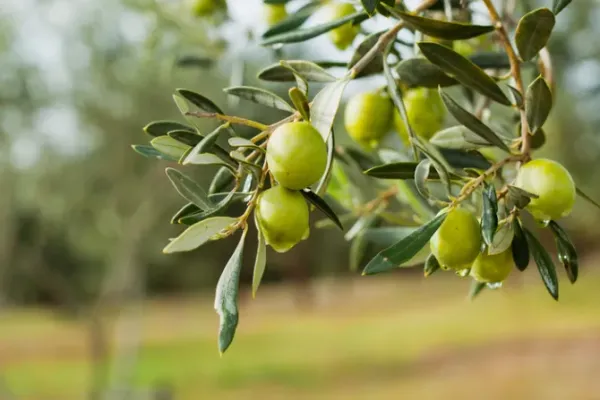 After 1,700 years, An Ancient Olive Tree Marks the Vanished Hometown of St. Augustine