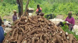 40 farmers receive training in better methods of crop production in Nigeria’s Catholic Diocese of Ijebu-Ode. Credit: Salesian Missions