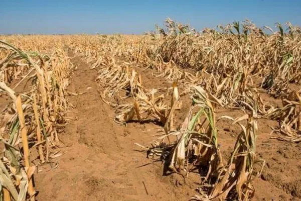 Dried up maize in a farm in Zambia, Church leader appealing for urgent humanitarian assistance / ReliefWeb