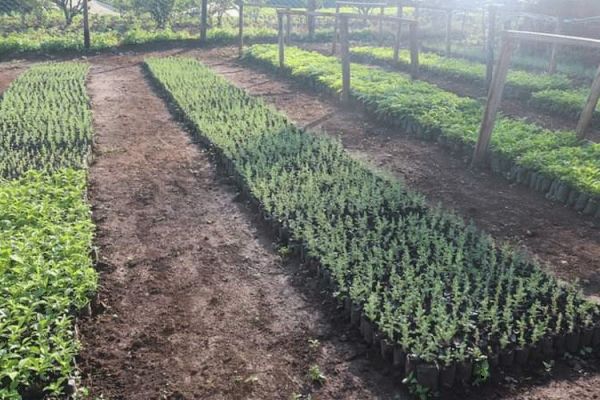 Kenya’s Kakamega Diocese Establishes Tree Nursery in Response to Laudato Si’