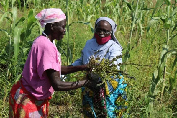 SSH Superior General, Sr. Dr. Alice Jurugo Drajea harvesting crops in their farm. / ACI Africa.