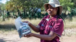 Hleziphi Nkomo (43) a farmer in Bidi, Zimbabwe is part of the ‘Mopane Worm’ initiative. The worms are seen as a delicacy and fetch good money in the capital Harare. Photo: Barnaby Jaco Skinner.